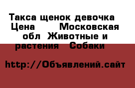 Такса щенок девочка › Цена ­ 0 - Московская обл. Животные и растения » Собаки   